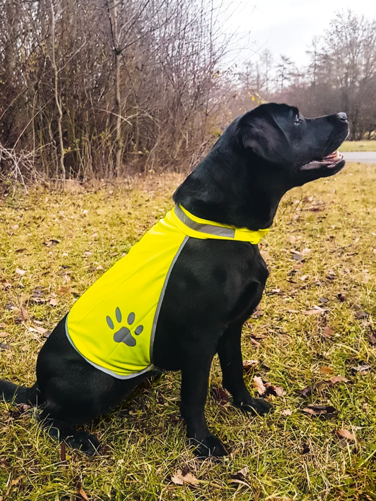 Hunde Warnweste