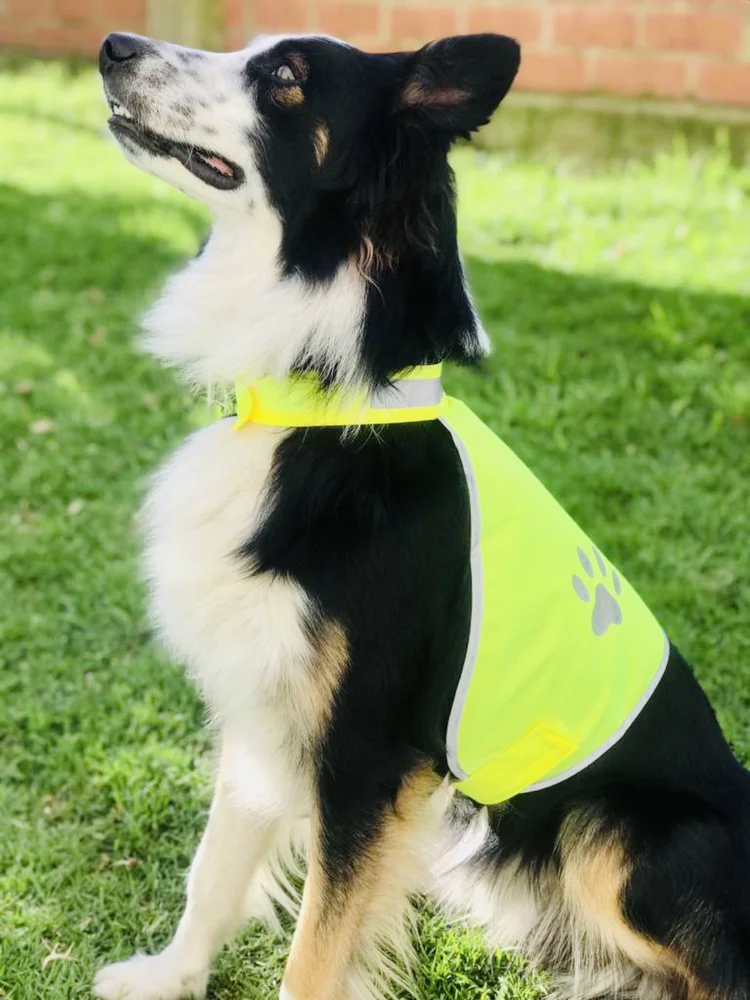 Hunde Warnweste